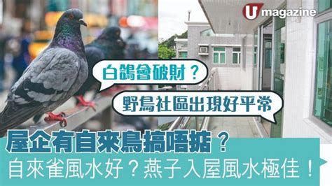 自來鳥意思